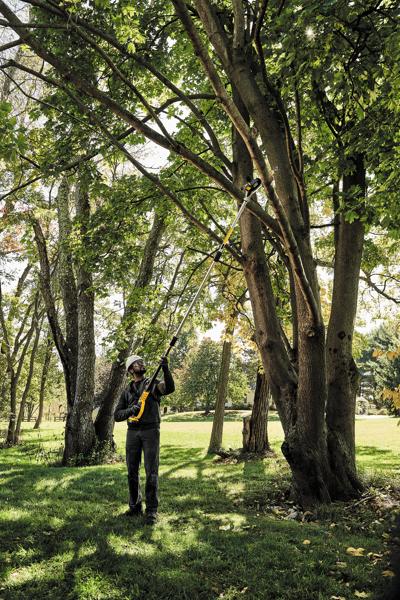 A person uses a DEWALT DCPS620B cordless pole saw to trim tree branches in a green, outdoor park setting. The pole saw has a long handle to reach high branches.